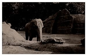 Paris, Exposition coloniale internationale, un éléphant, 1931