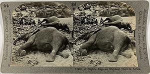 Keystone, Stéréo, an elephant hunt in Africa