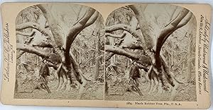 Underwood, Stéréo, USA, Florida, black rubber tree