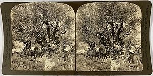 White, Stéréo, Palestine, Jerusalem, old Olive tree in garden of Gethsemane