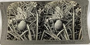 Keystone, Stéréo, Hawaiian pineapple ready for picking