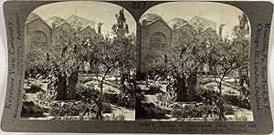 Keystone, Stéréo, Palestine, Jerusalem, garden of Gethsemane and new church