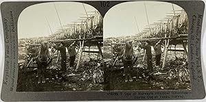 Keystone, Stéréo, Norway, drying cod at Vardo