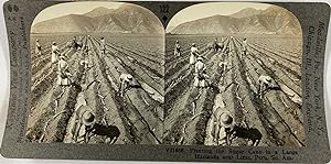 Keystone, Stéréo, Peru, planting sugar cane near Lima