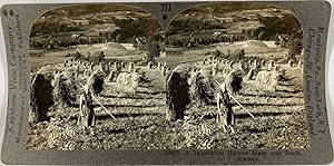 Keystone, Stéréo, Norway, a telemarken harvest scene near Saude