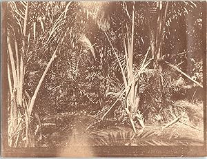 Indonésie, Mahe Seberang, palmeraie, 1911