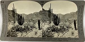 Keystone, Stéréo, USA, Pima county, typical cacti of southern Arizona desert