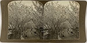 Young, Stéréo, Japan, Yokohama, under the cherry blossoms