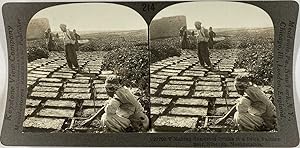 Keystone, Stéréo, Mesopotamia, making sun dried bricks near Nineveh