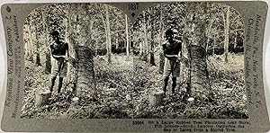 Keystone, Stéréo, collecting the latex on a Rubber plantation in the Fiji Islands
