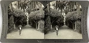Keystone, Stéréo, Algeria, Algiers, Palm avenue in jardin d essai