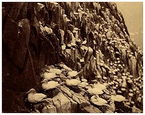 Écosse, Bass Rock, Gannets on Plat