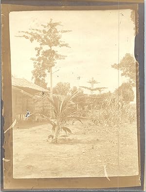 Indonésie, Padang Panjang, champ de culture, 1912