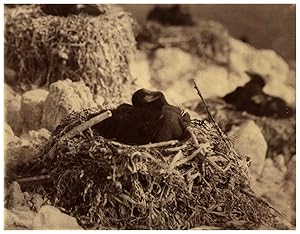 Écosse, Bass Rock, young cormorant