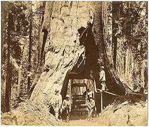 USA, California, Mariposa Grove Sequoia Gigantea