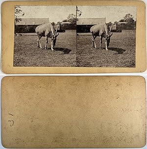 Scènes de Animaux, Animals, The Eland