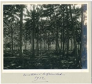 Trinidad, coco tree