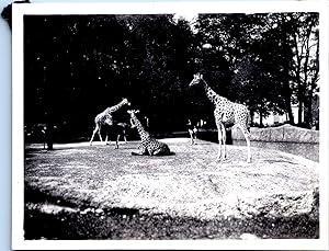 France, Paris, Giraffes à l'Exposition Coloniale, Vintage citrate print, 1931