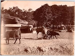 France, Paris, Exposition Coloniale de 1931, zèbre, buffles et antilopes