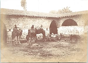 Liban, Beyrouth, étables de chameaux