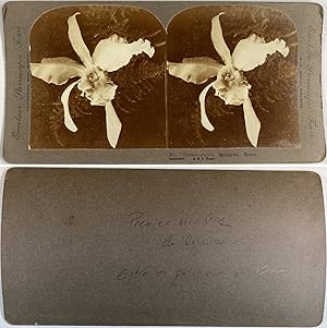 Scènes de Fleurs, White orchid, Mr. Chamberlain's favorite flower