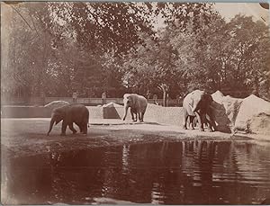 France, Exposition coloniale internationale 1931, le Zoo : enclos des éléphants