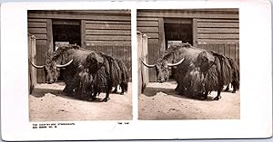 Un Yak, Vintage print, ca.1900, Stéréo