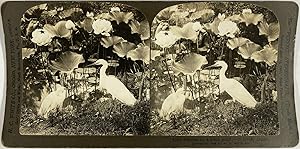 White, Japan, stereo, Herons by a lotus pond, 1906