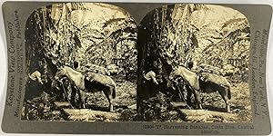 Keystone, Costa Rica, Harvesting Bananas, stereo, ca.1900