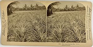 Bild des Verkufers fr Littleton, USA, Florida, Pine Apple Garden, stereo, ca.1900 zum Verkauf von photovintagefrance