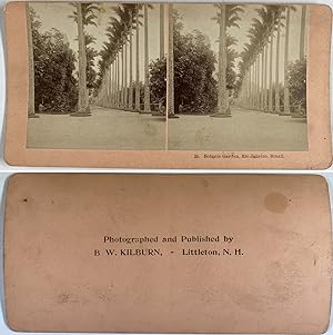 Brésil, Rio de Janeiro, Jardin Botanique, Vintage albumen print, ca.1880, Stéréo