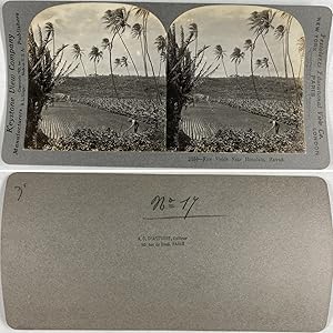 Hawaii, Rizières près de Honolulu, Vintage silver print, ca.1900, Stéréo