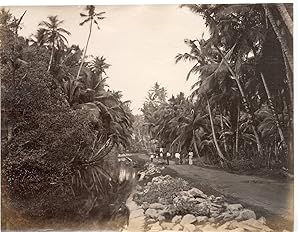 Ceylan, Pointe de Galle, Coconut groove