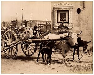 Italie, Napoli, carro trainato da buoi e asini, Edizione Esposito