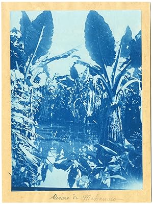 Madagascar, Cyanotype, Mahanoro