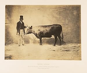 Adrien Tournachon, vache Devon, salt print with varnish