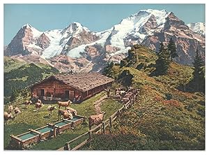 Suisse, Berner Oberland, Alphütte und Kuhherde mit Eiger, Mönch u. Jungfrau