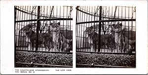 Cage au lions dans un Zoo, Vintage print, ca.1900, Stéréo