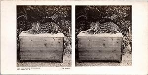 Ocelot dans un Zoo, Vintage print, ca.1900, Stéréo