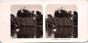 Égypte, Le Caire, Parc sur l'Île Gezira, Vintage print, ca.1890, Stéréo