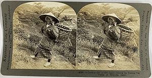Keystone, Japan, Shizuoka, stereo, Country Girl among the Tea Fields, ca.1900