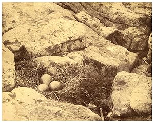 Écosse, Bass Rock, Eggs in the Nest