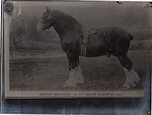 England, Horse, Clydesdale Stallion, vintage silver print, ca.1910