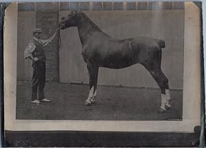 England, Horse, Hackney, vintage silver print, ca.1910