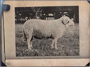 Wales, Sheep, Welsch Ram, vintage silver print, ca.1910