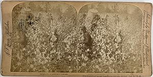 Bild des Verkufers fr USA, Cueilleurs de coton, Cotton pickers, Vintage albumen print, ca.1860, Stro zum Verkauf von photovintagefrance