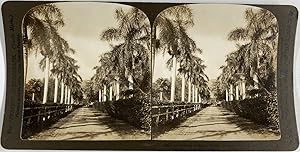 Hawaii, Honolulu, Avenue de Palmiers Hopital de la Reine, Vintage albumen print, ca.1870, Stéréo