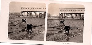 Chiens se baignant dans la mer, Vintage print, ca.1900, Stéréo