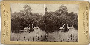 Stereoscopic Views, England, Swans, stereo, 1900