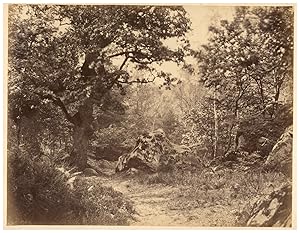 Fontainebleau, Etude d'arbre,